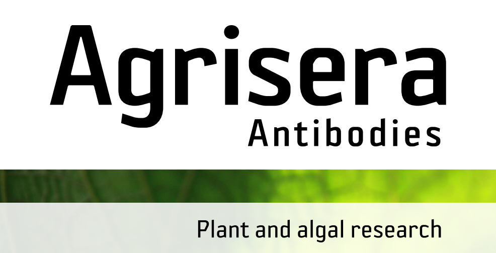 Agrisera MicroRNA相關(guān)研究植物蛋白抗體火熱促銷中！